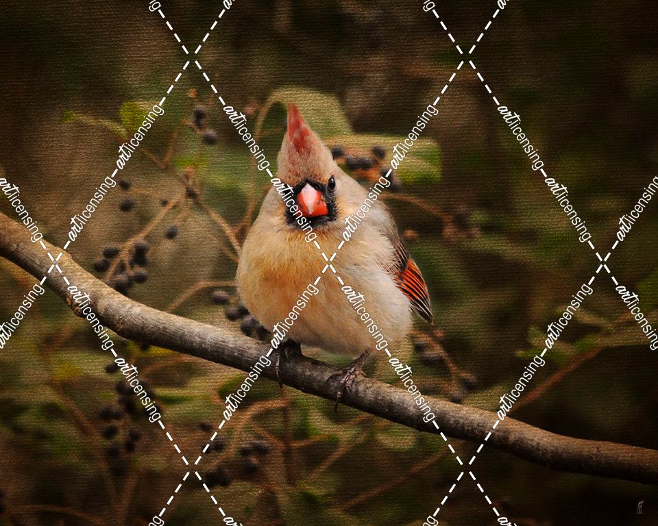 Anticipating Winter Cardinal 1