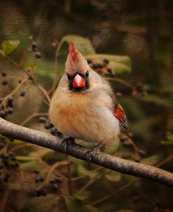 Anticipating Winter Cardinal 1