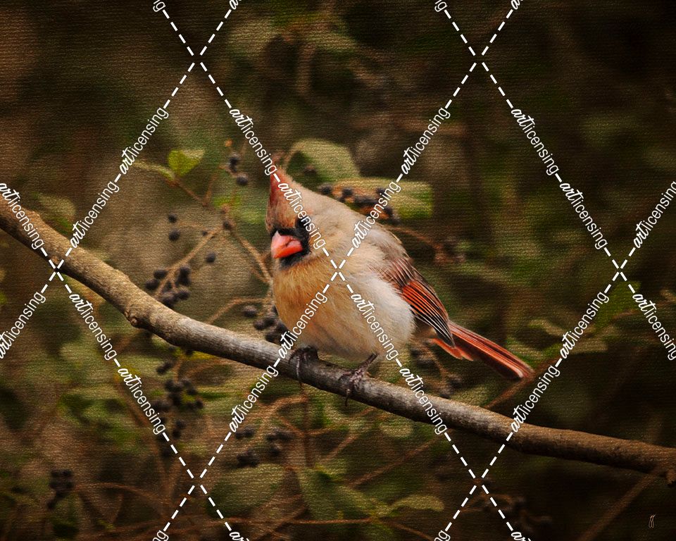Anticipating Winter Cardinal 2