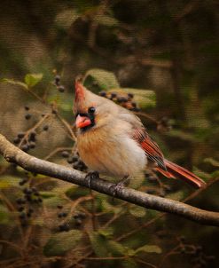 Anticipating Winter Cardinal 2