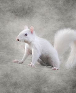 Albino Squirrel