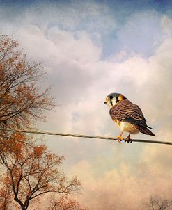 American Kestrel In Autumn