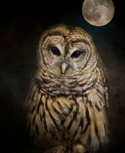 Barred Owl And The Moon