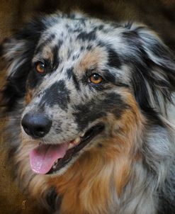 Australian Shepherd