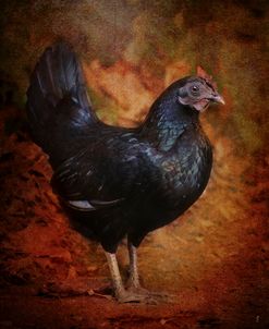 Black Bantam Chicken