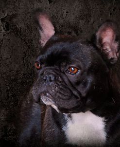 Black French Bulldog Portrait