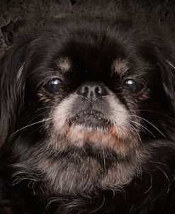 Black Pekingese Portrait