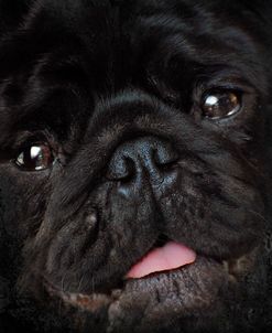 Black Pug Portrait