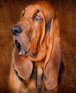 Bloodhound Portrait