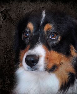 Bernese Mountain Dog