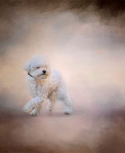 Bichon On The Go