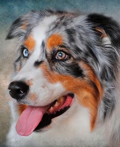 Blue Merle Australian Shepherd Portrait