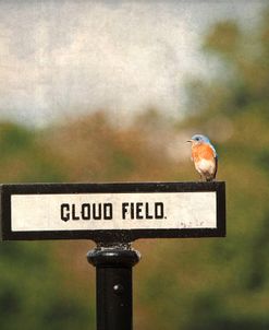 Bluebird At Cloud Field