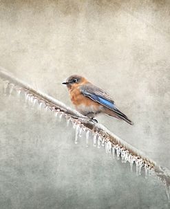 Bluebird Braving The Cold