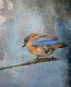 Bluebird In Winter