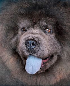 Blue Chow Chow Portrait