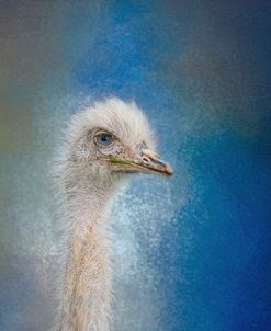 Blue Eyed Beauty Ostrich