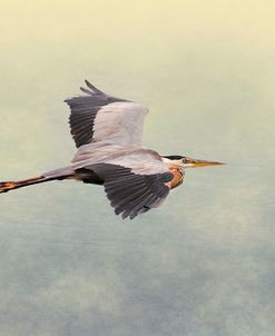 Blue Heron In Flight 1