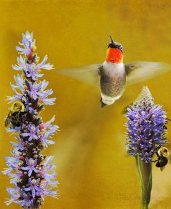 Breakfast With The Bees Hummingbird