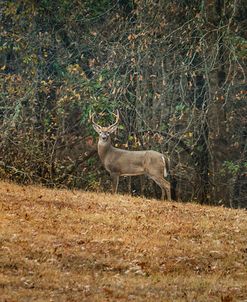 Buck At Pinson Mounds