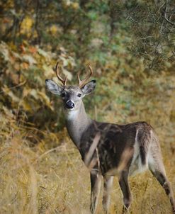 Buck In Autumn