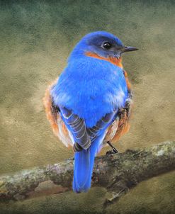 Bluebird Portrait