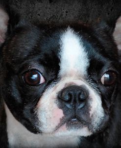 Boston Terrier Portrait