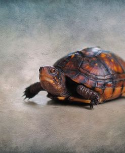 Box Turtle Portrait