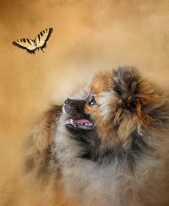 Butterfly Dreams Pomeranian