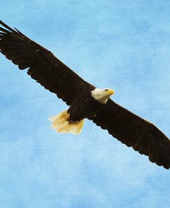 By His Grace Bald Eagle