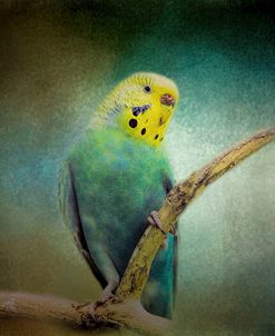 Budgie 1