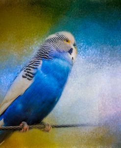 Budgie 2