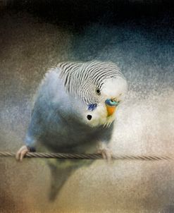 Budgie 3