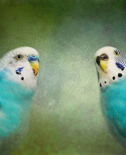 Budgie 4