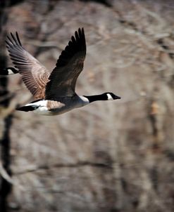 Canadian Goose In Flight 3