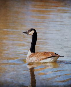 Canadian Goose In The Water