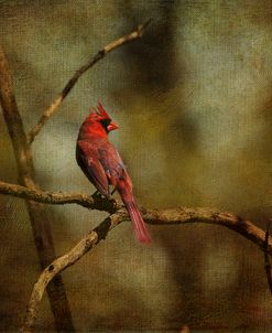 Cardinal On A Branch