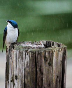 Catching Raindrops