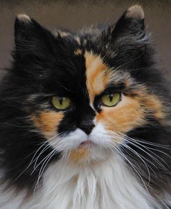 Calico Cat Portrait