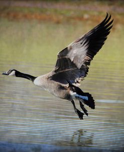 Canadian Goose In Flight 1