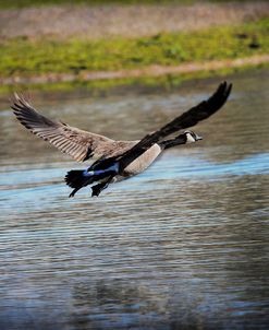 Canadian Goose In Flight 2