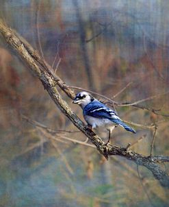 Color My World Blue Jay