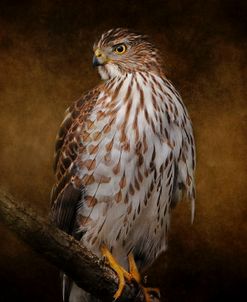 Coopers Hawk Portrait 1