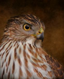 Coopers Hawk Portrait 2