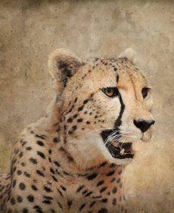 Cheetah