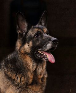 Classic German Shepherd