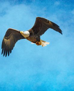 Early Spring Flight Bald Eagle