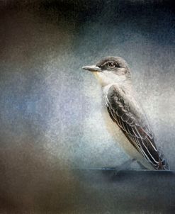 Eastern Kingbird Portrait
