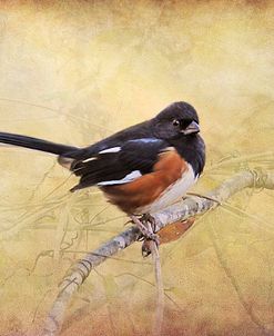 Eastern Towhee Portrait