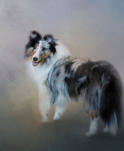 Did You Call Me Blue Merle Shetland Sheepdog